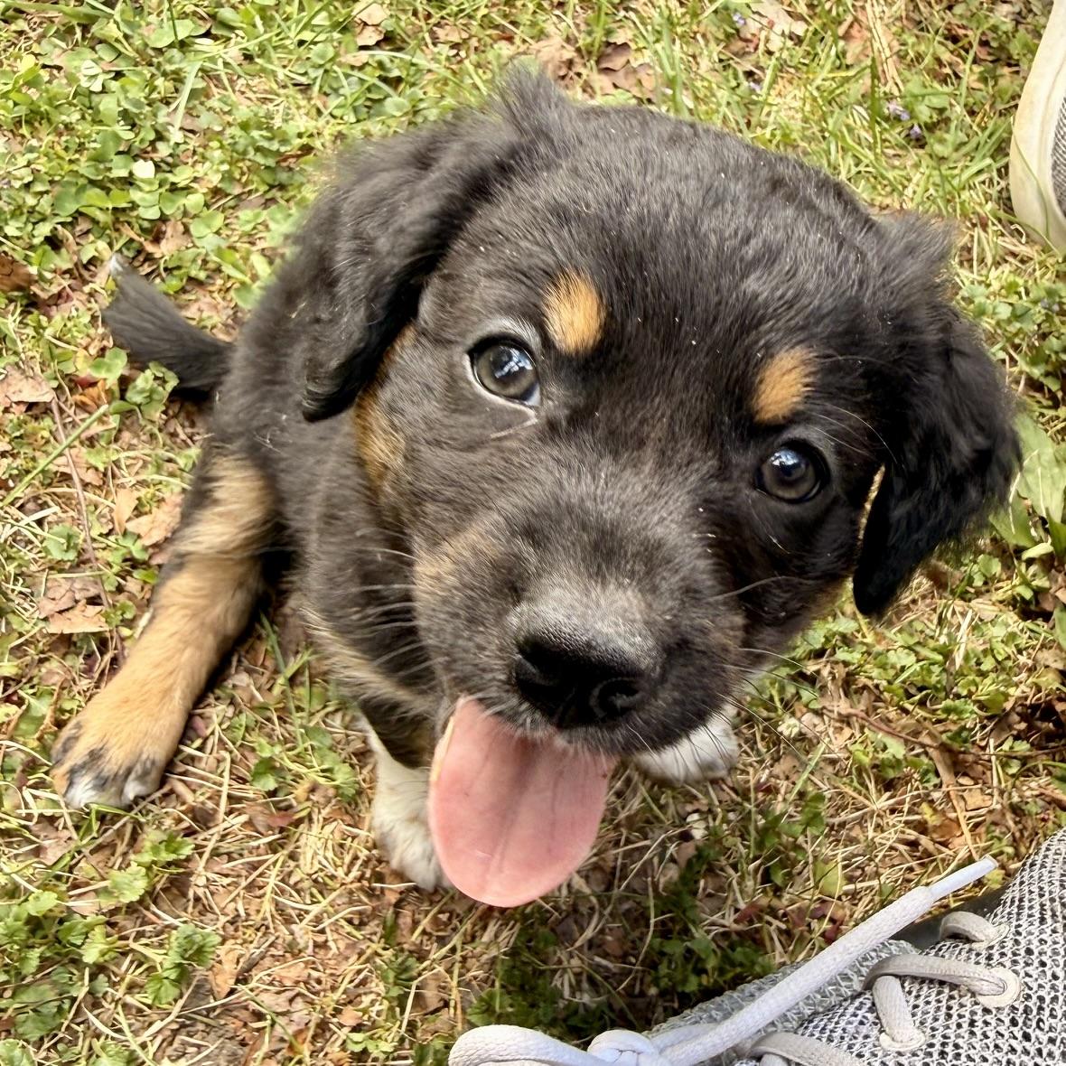 Gracie, an adopted mixed breed in Prior Lake, MN image 4/6