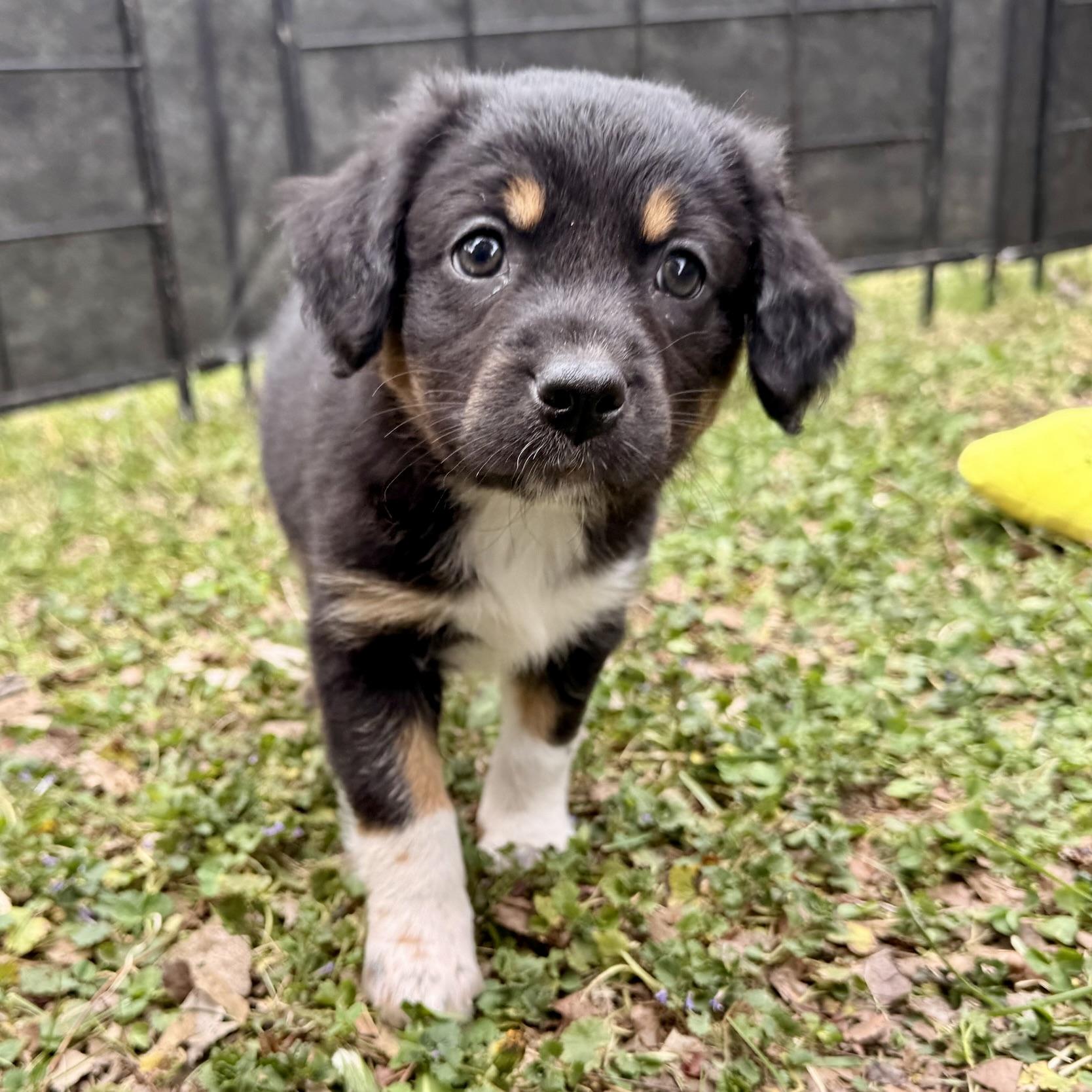 Gracie, an adopted mixed breed in Prior Lake, MN image 2/6