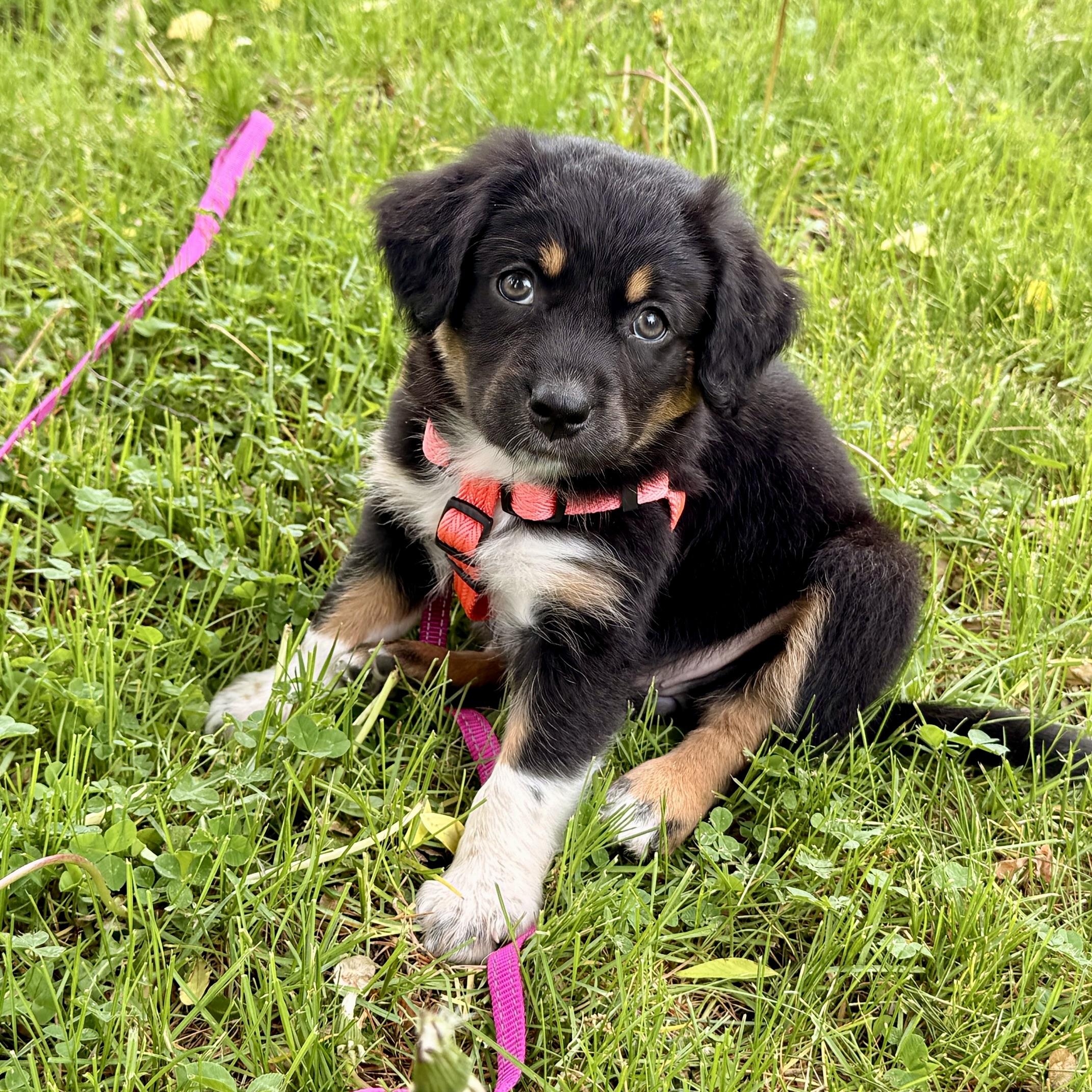 Gracie, adopted, Puppy Female English Setter & Australian Shepherd.