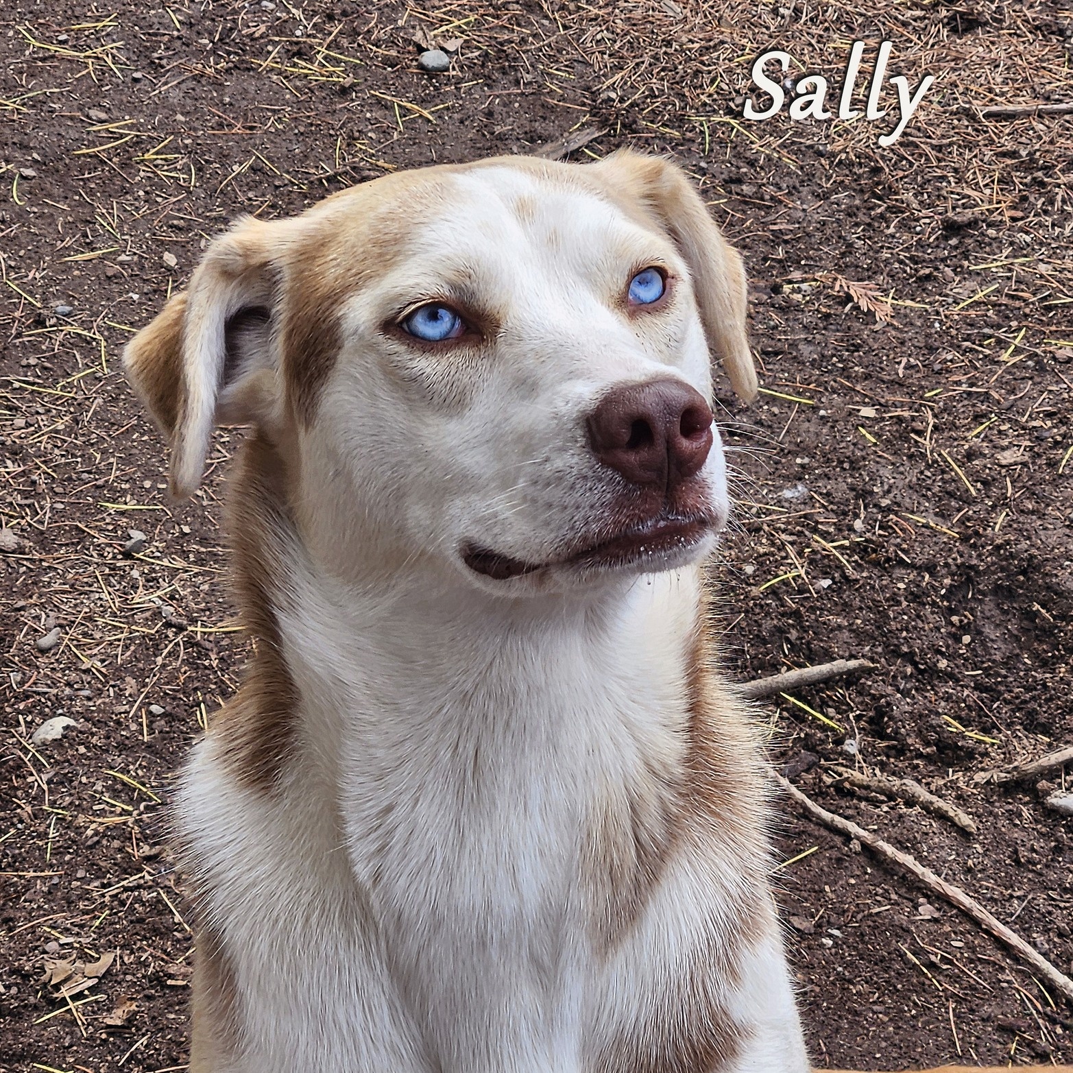 Sally 1