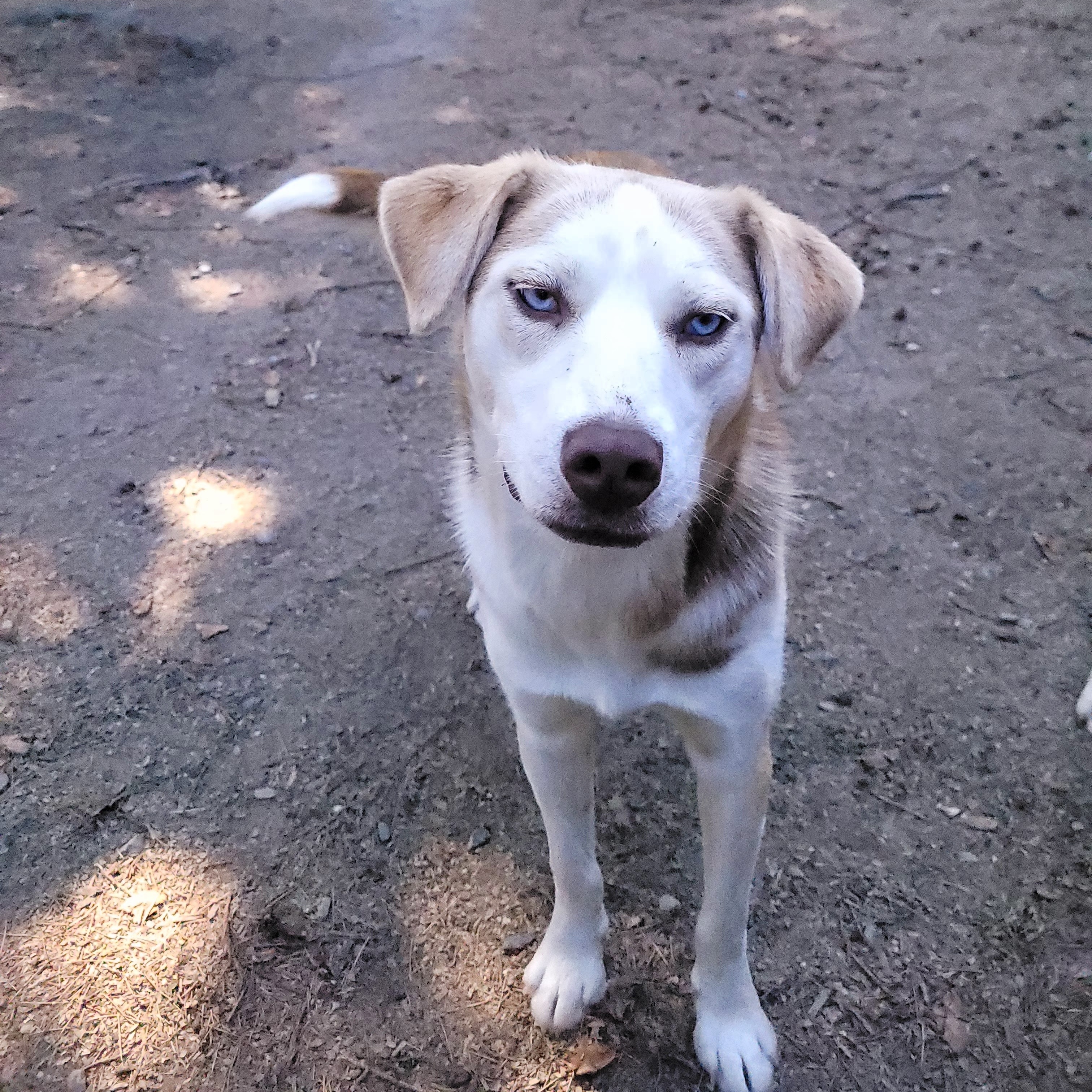 Enlarge Sally, a Adoptable Husky in Sequim, WA image 8/12