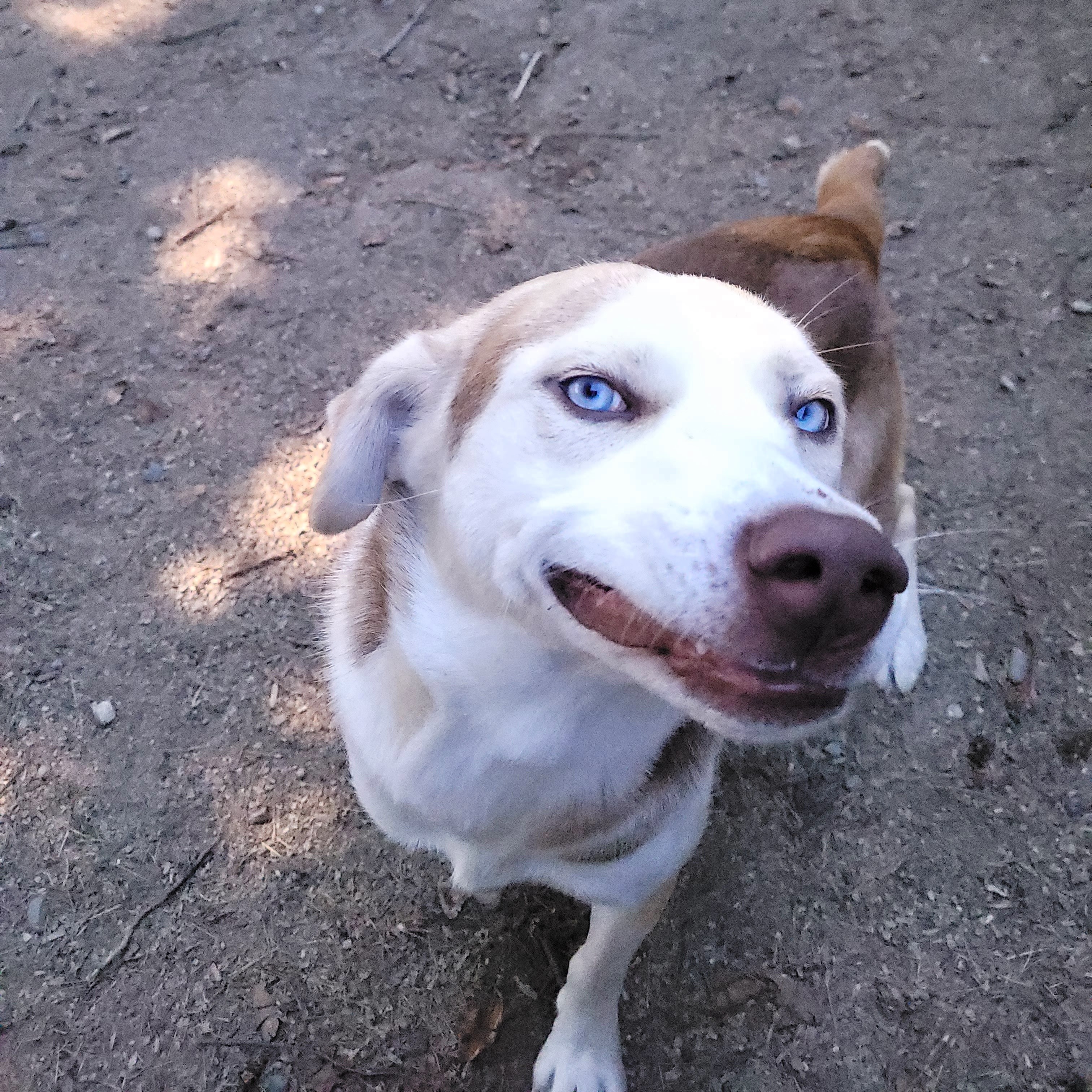 Enlarge Sally, a Adoptable Husky in Sequim, WA image 9/12