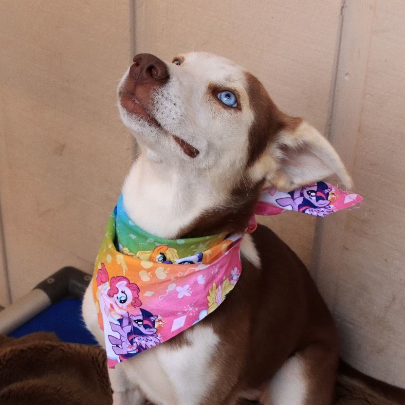 Enlarge Sally, a Adoptable Husky in Sequim, WA image 12/12