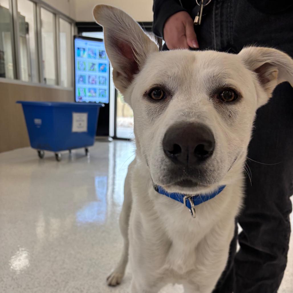 Mike A2282668, Adoptable, Adult Male Mixed Breed.