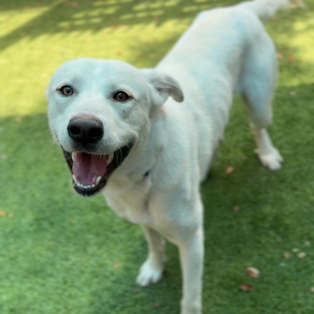 Enlarge Mike A2282668, a Adoptable Mixed Breed in Mission Hills, CA image 2/6