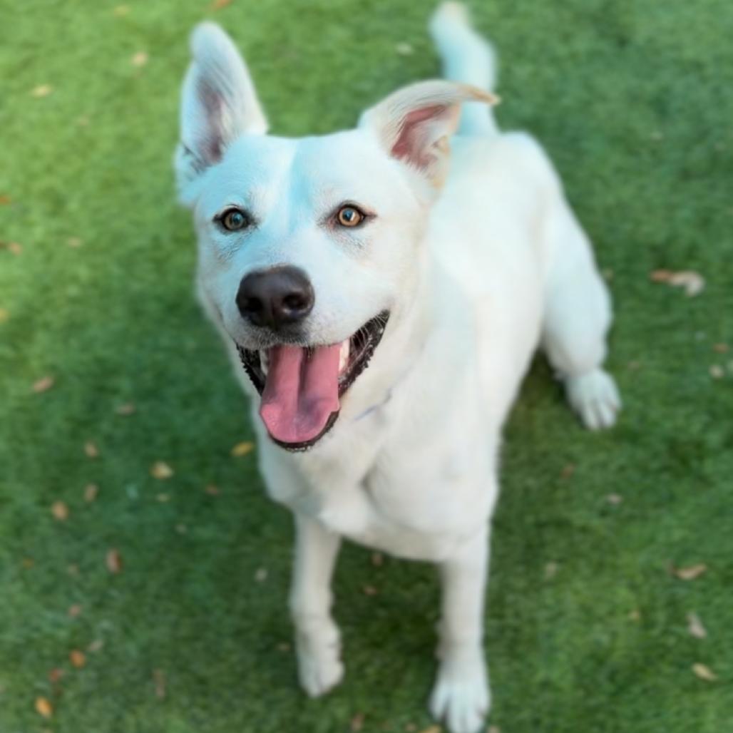 Enlarge Mike A2282668, a Adoptable Mixed Breed in Mission Hills, CA image 3/6