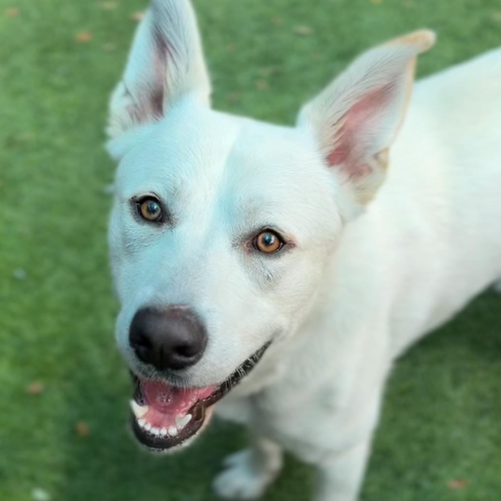 Enlarge Mike A2282668, a Adoptable Mixed Breed in Mission Hills, CA image 4/6