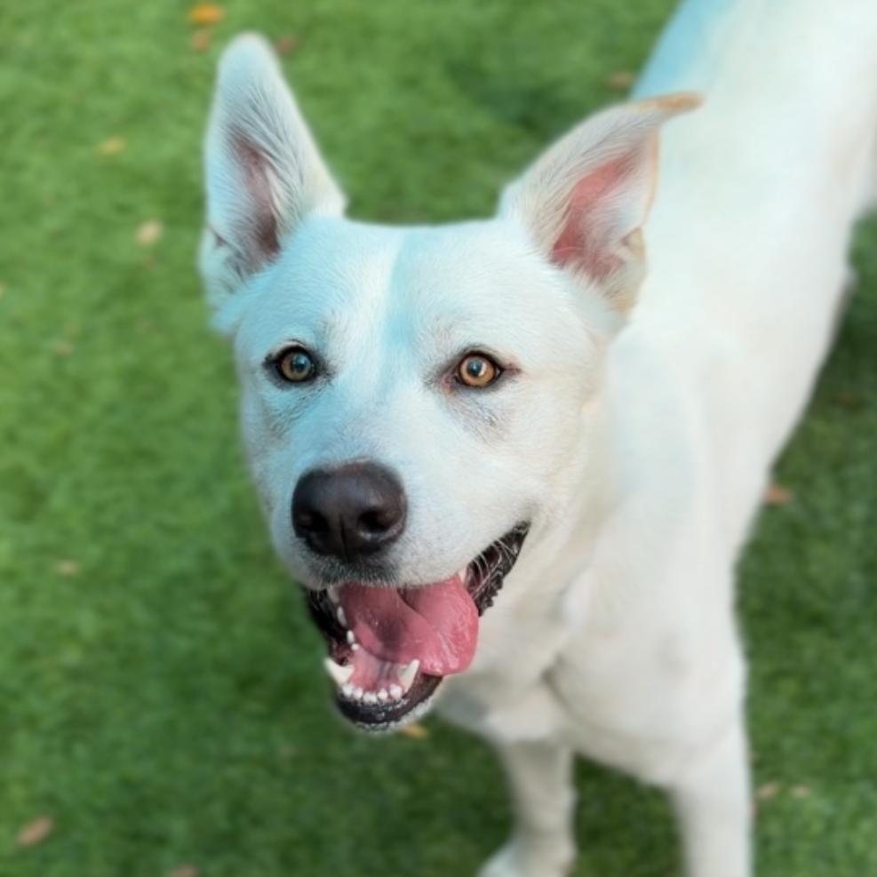 Enlarge Mike A2282668, a Adoptable Mixed Breed in Mission Hills, CA image 5/6