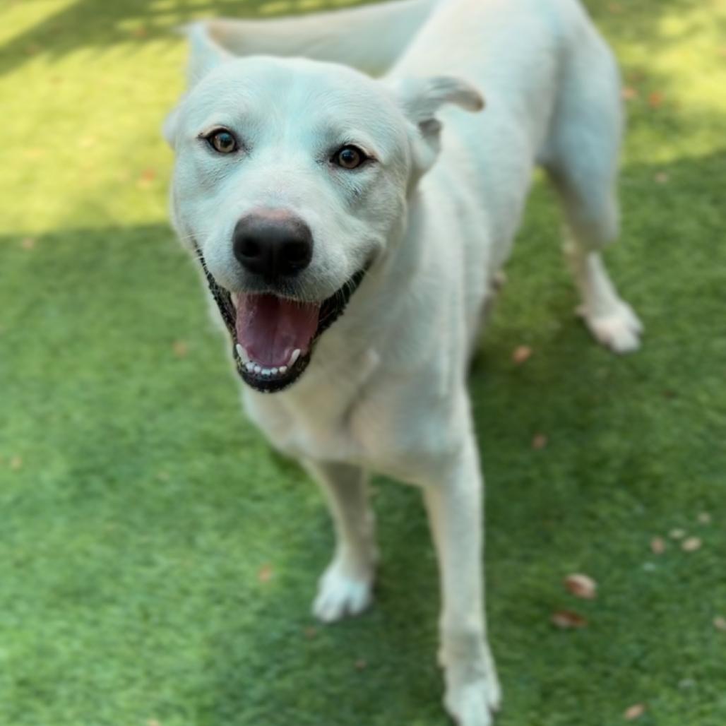 Enlarge Mike A2282668, a Adoptable Mixed Breed in Mission Hills, CA image 6/6