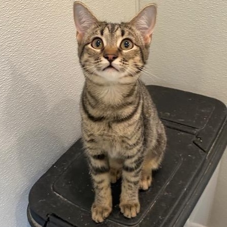 Dora