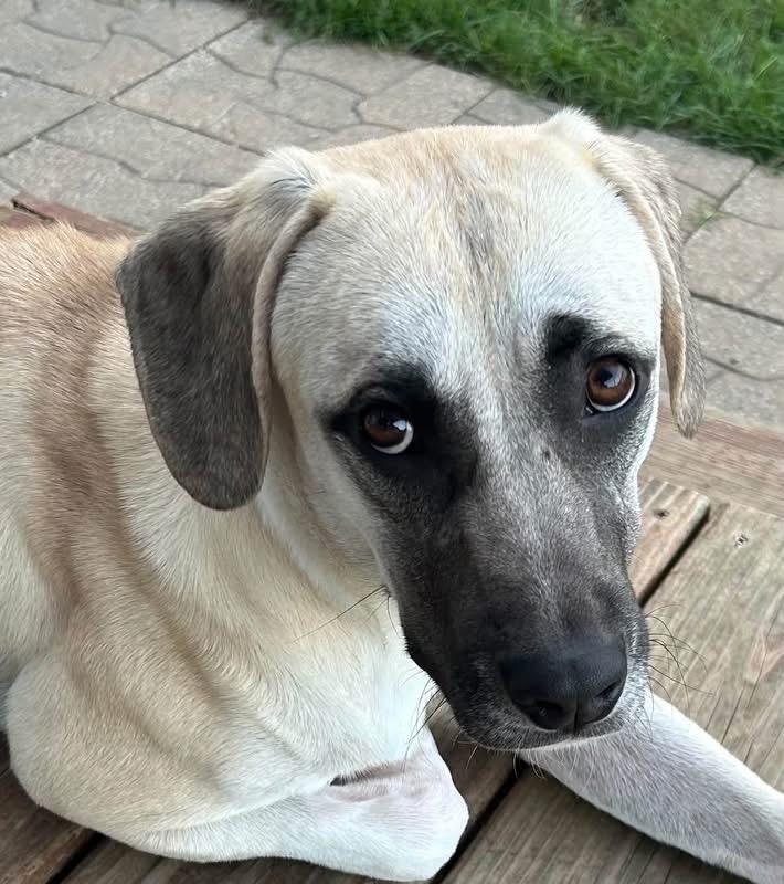 Zyla aka Ursula, Adoptable, Young Female Mixed Breed.