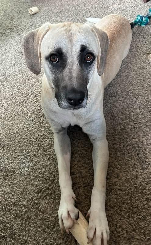 Enlarge Zyla aka Ursula, a Adoptable mixed breed in Charlotte, MI image 2/5