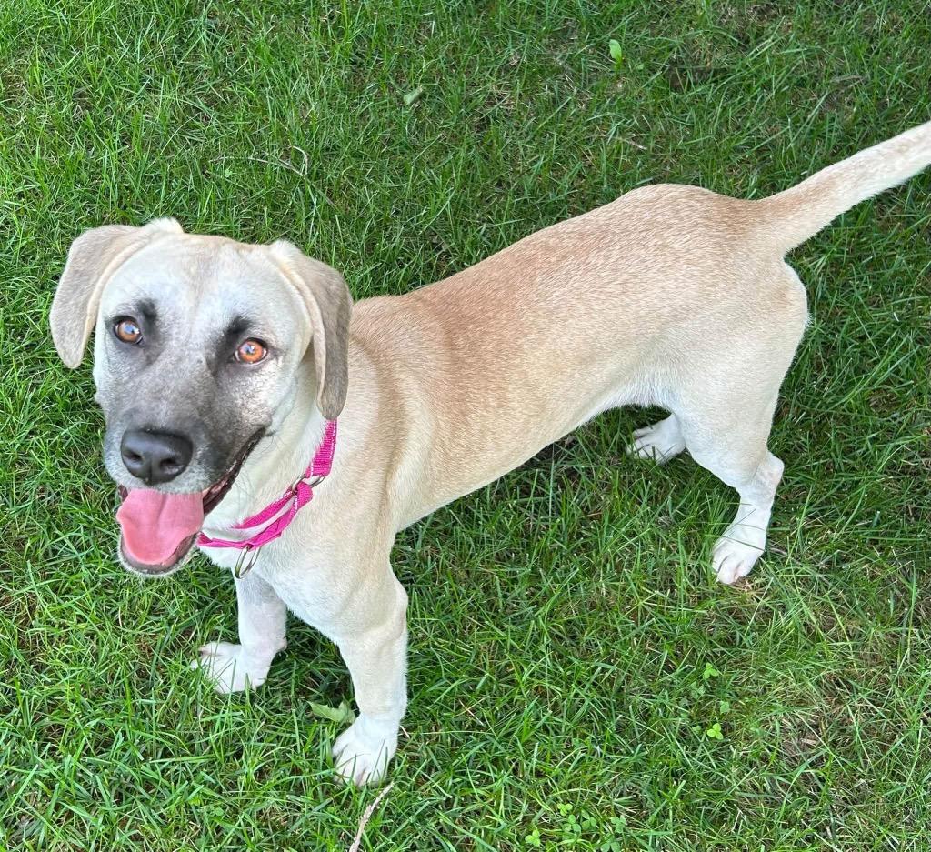 Enlarge Zyla aka Ursula, a Adoptable mixed breed in Charlotte, MI image 3/5