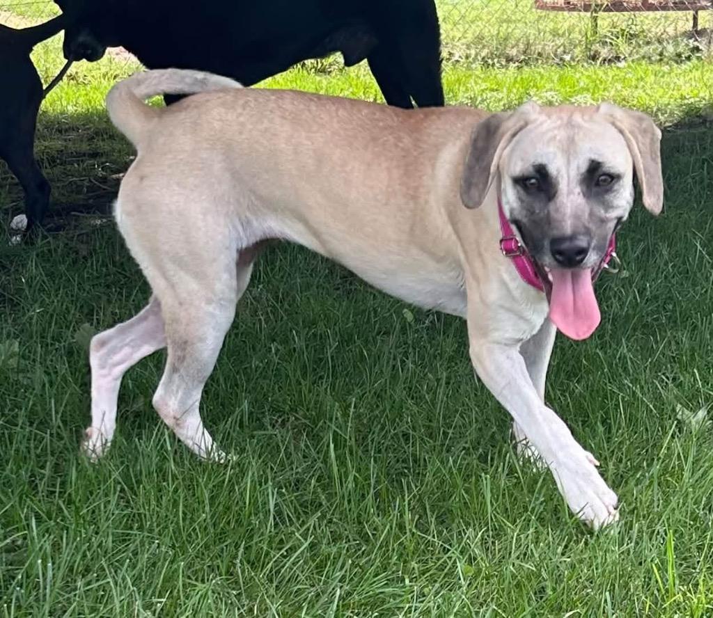 Enlarge Zyla aka Ursula, a Adoptable mixed breed in Charlotte, MI image 4/5