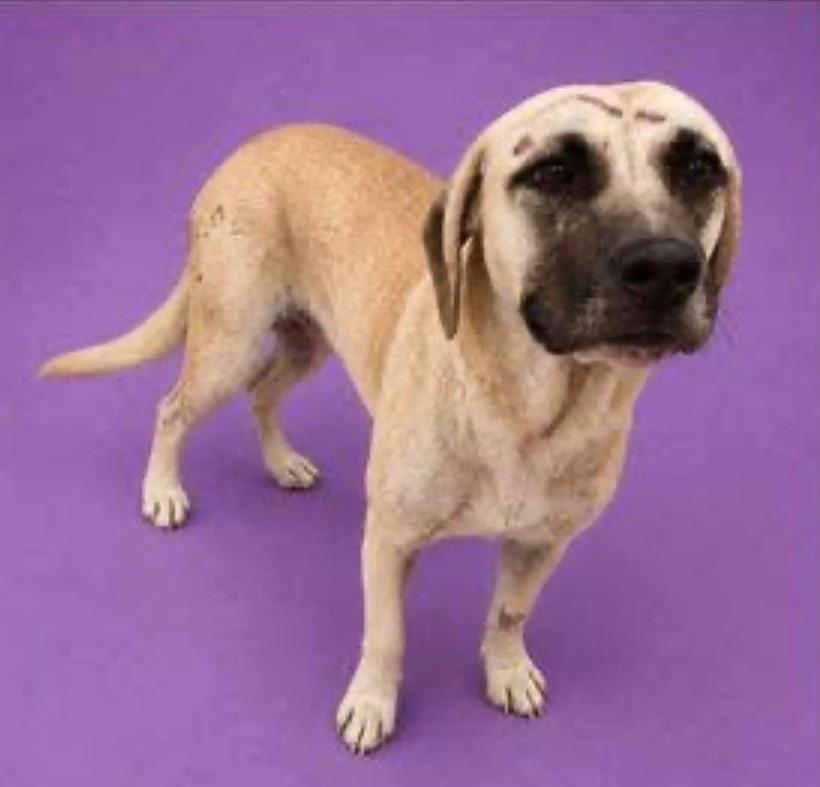 Enlarge Zyla aka Ursula, a Adoptable mixed breed in Charlotte, MI image 5/5