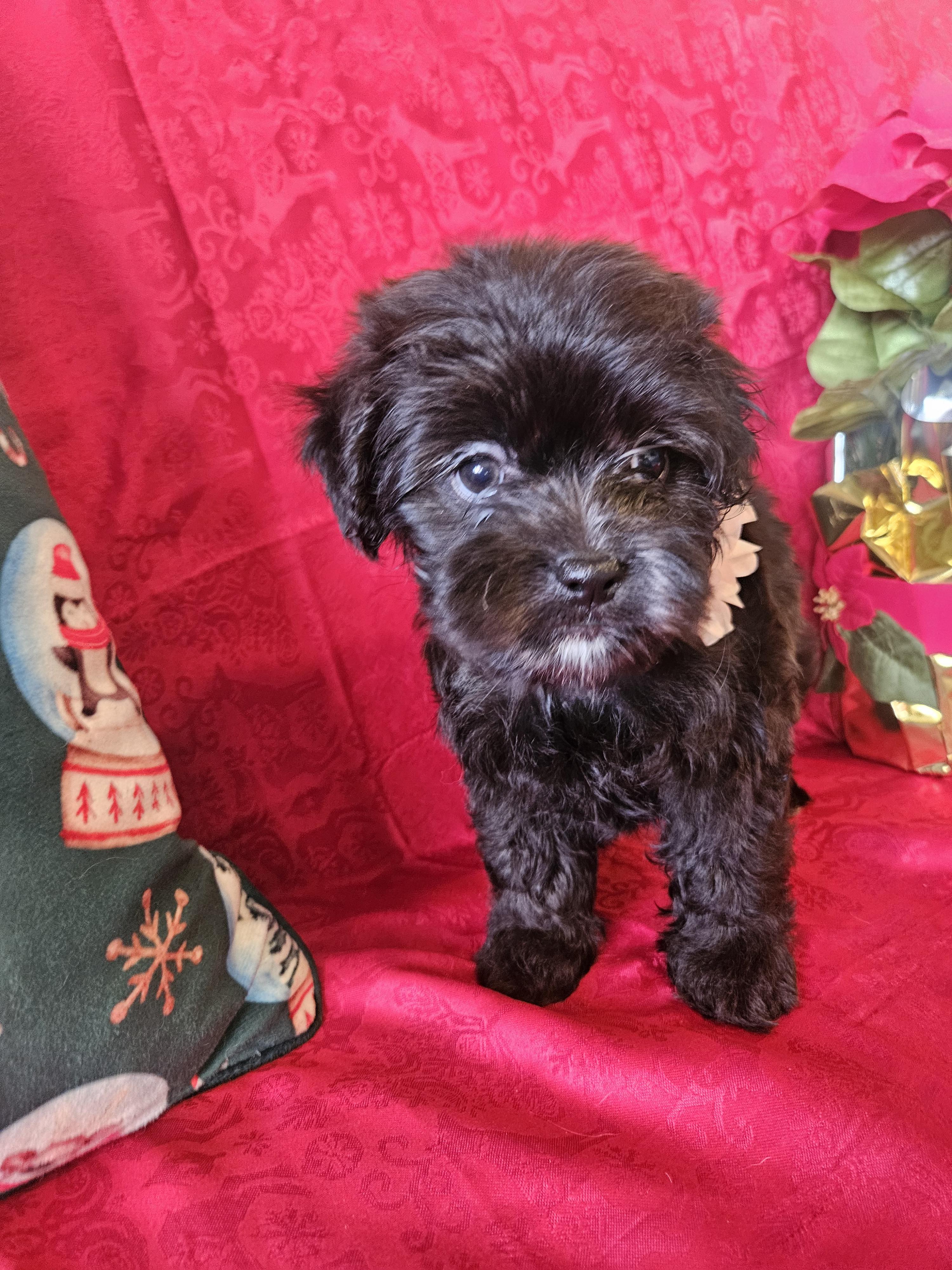 Little Roxy thumbnail 2