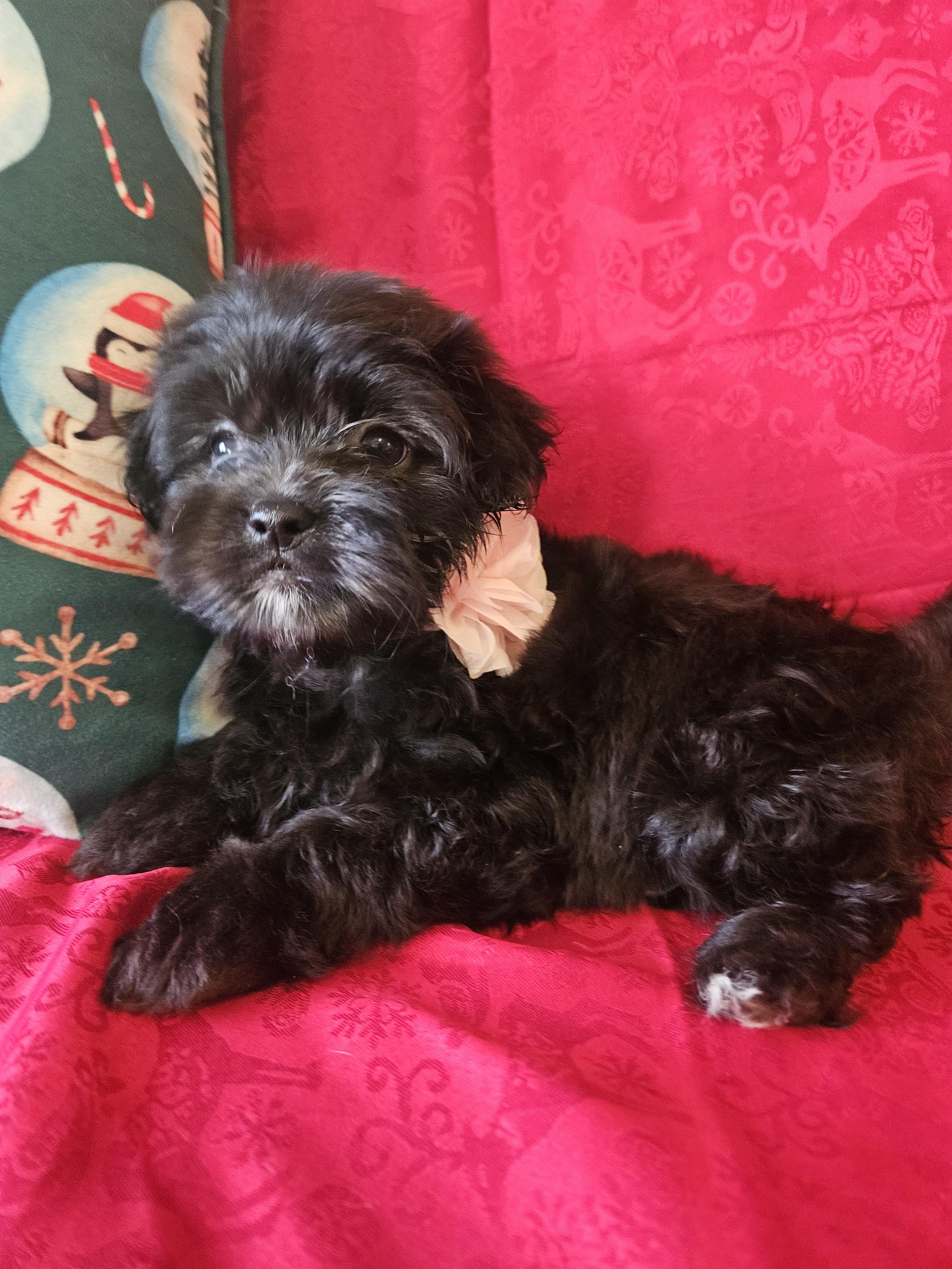 Little Roxy thumbnail 3