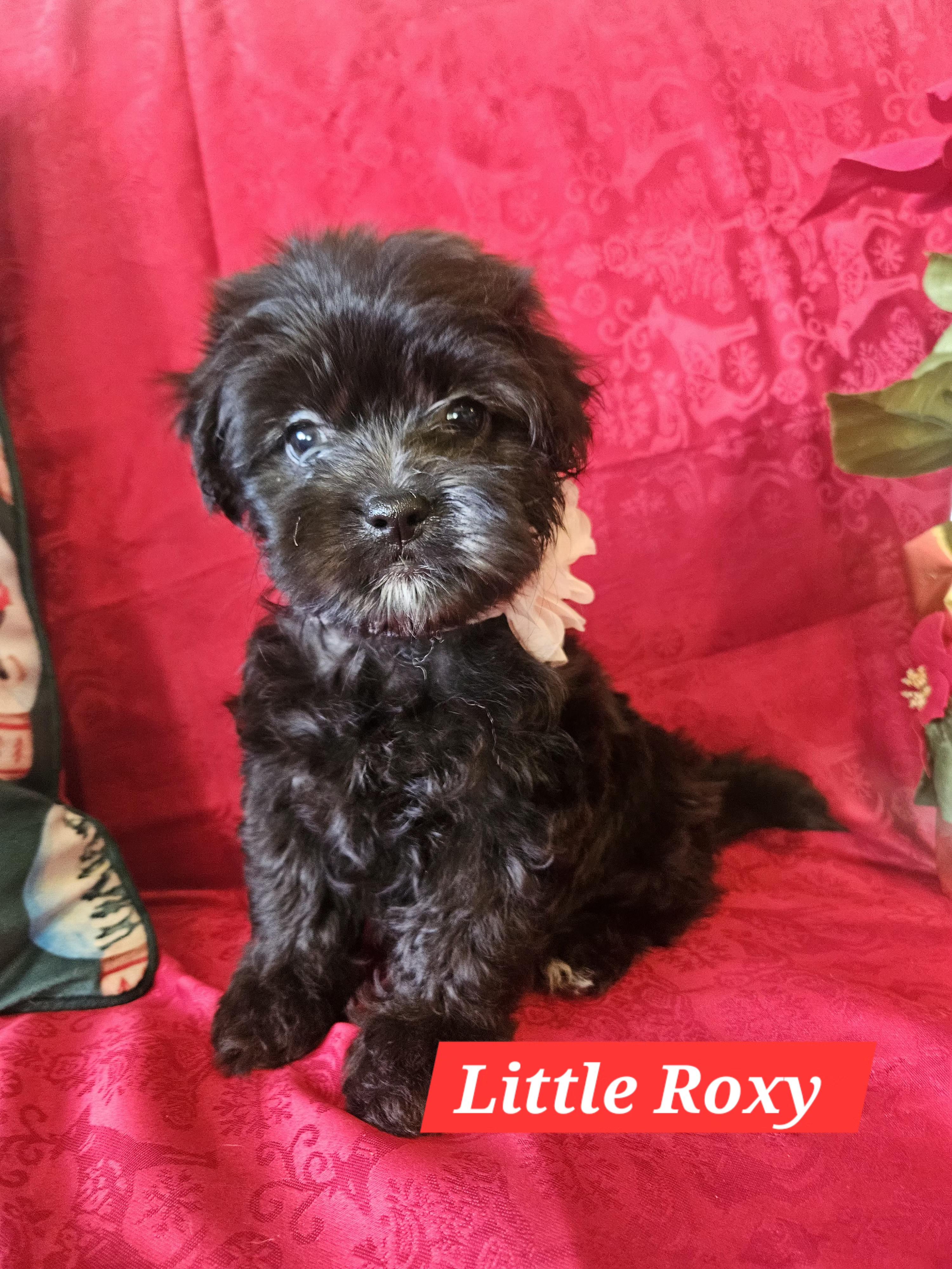 Little Roxy thumbnail 4