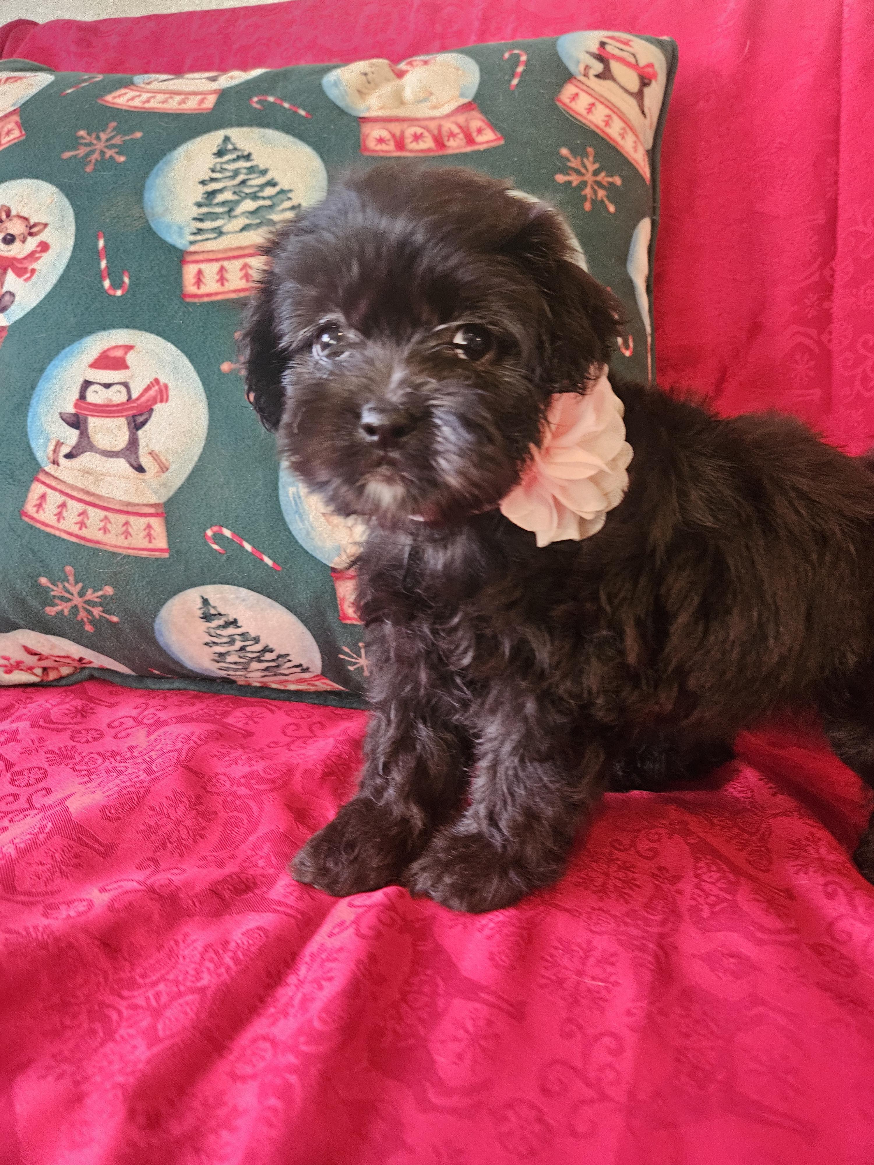 Little Roxy thumbnail 5