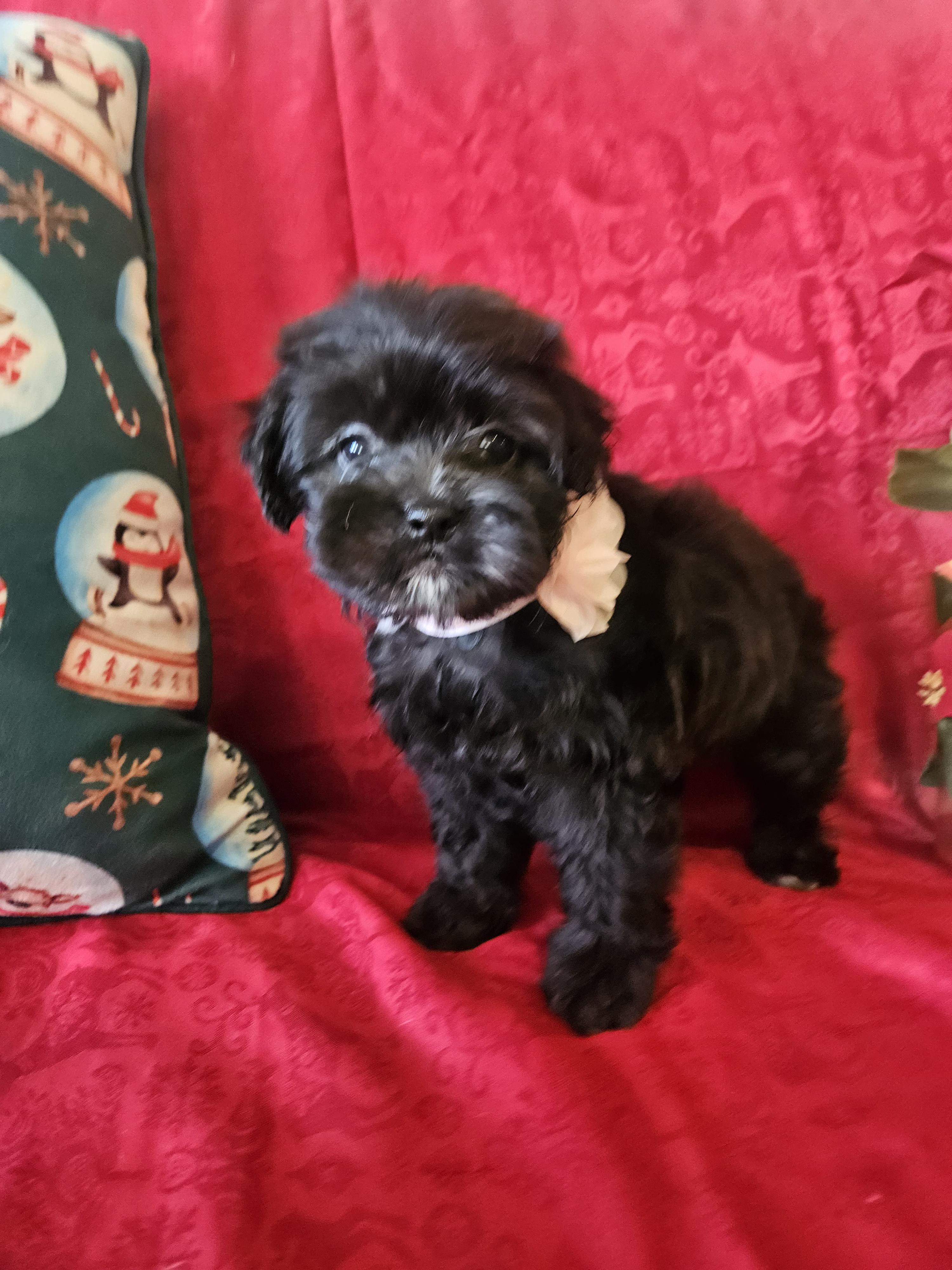 Little Roxy thumbnail 6