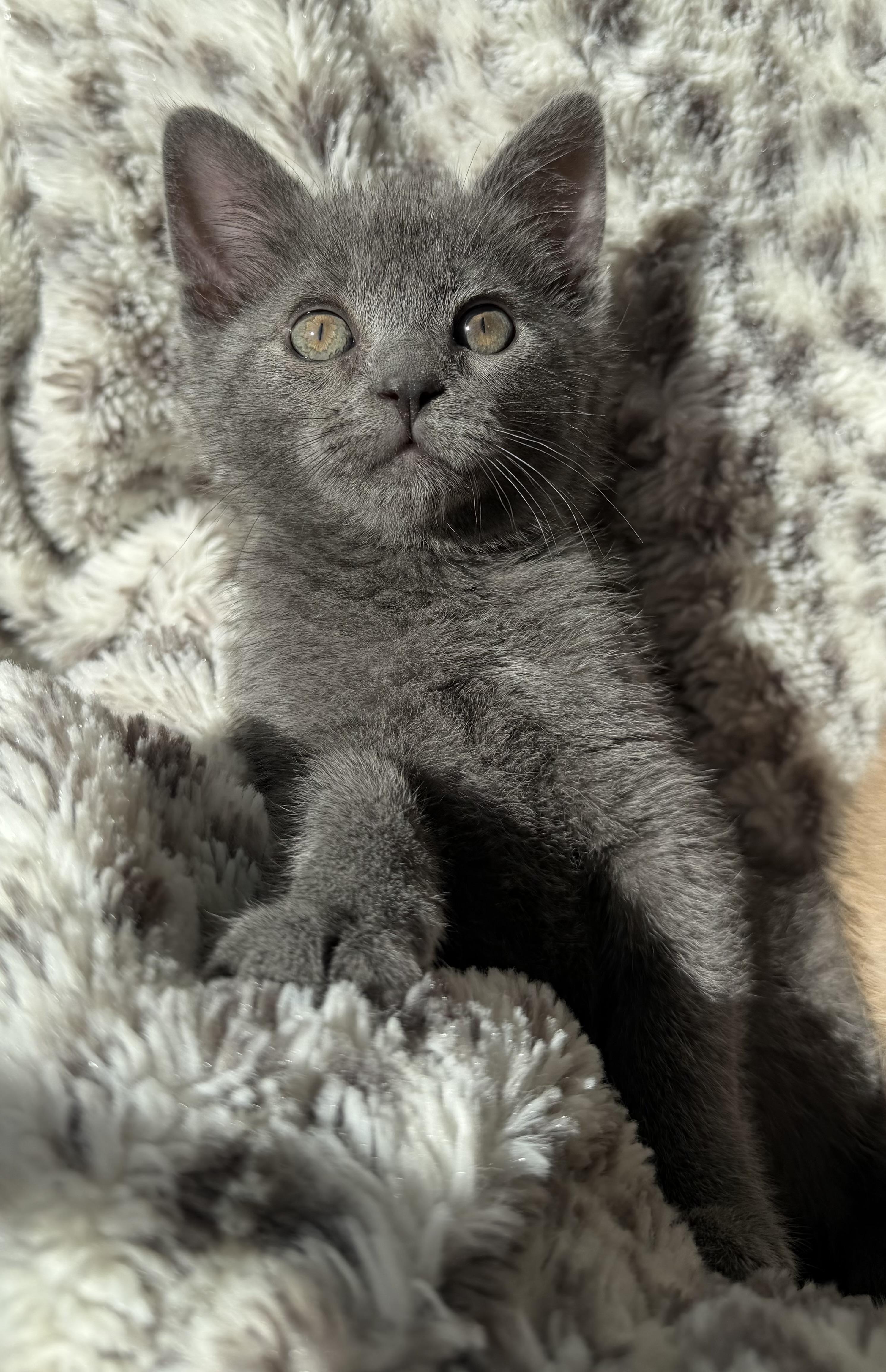 Bear, adopted, Kitten Female Domestic Medium Hair.