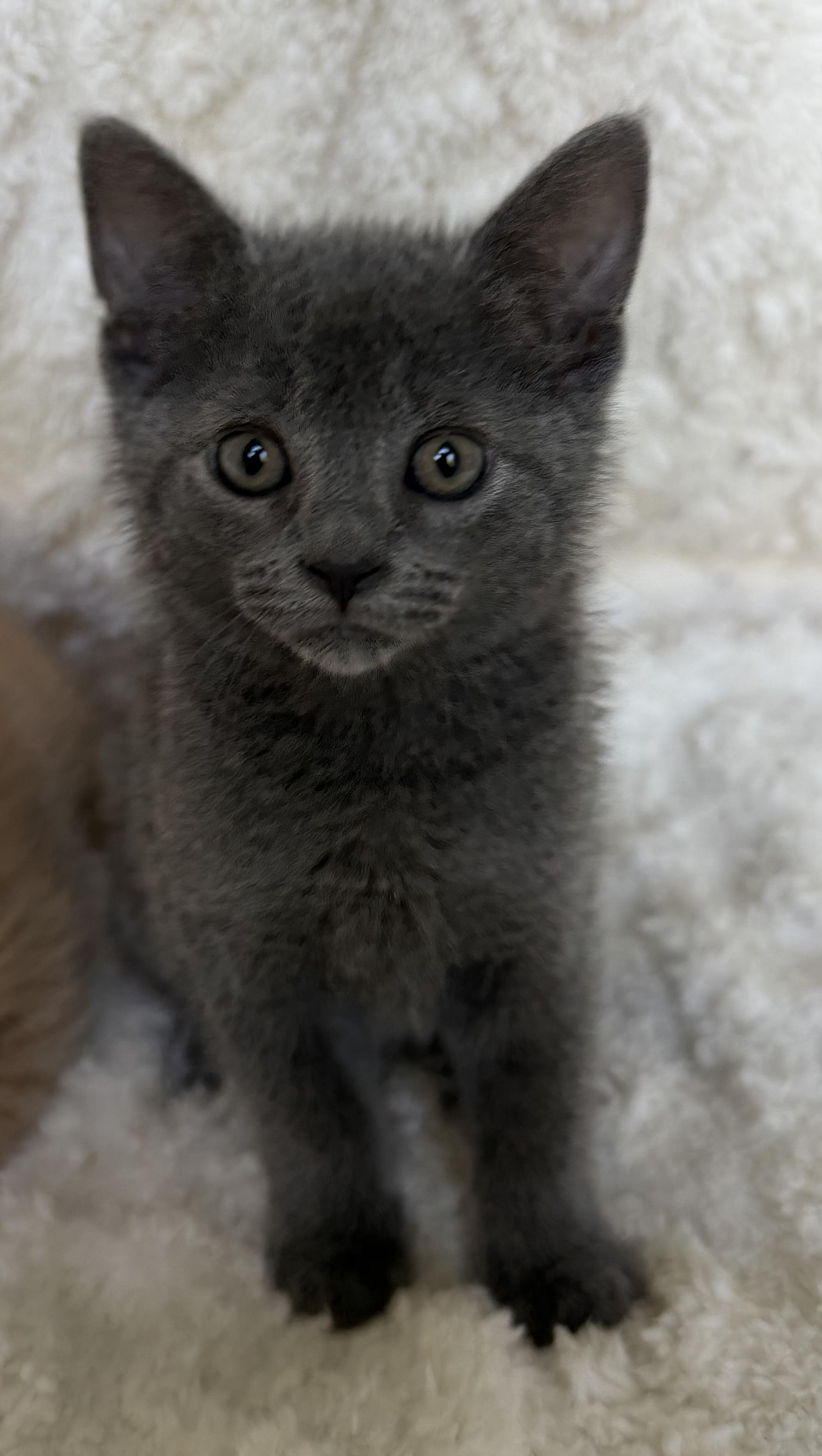Bear, an adopted mixed breed in Bonney Lake, WA image 4/6