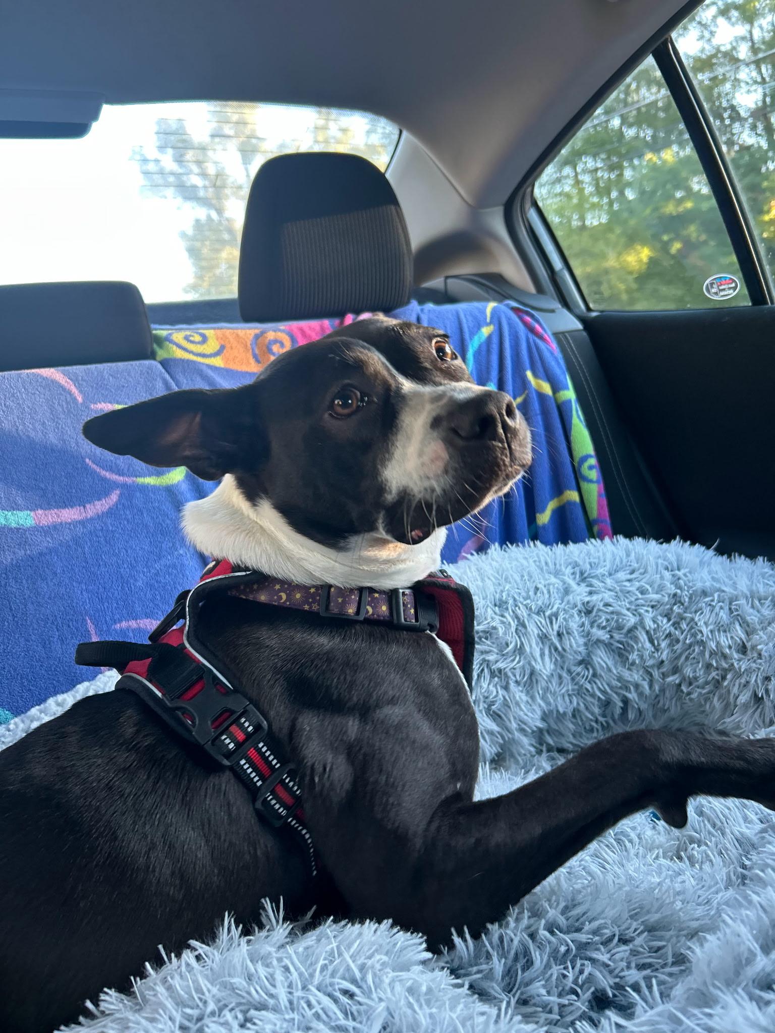 Lunabelle, Adoptable, Young Female Black Labrador Retriever.