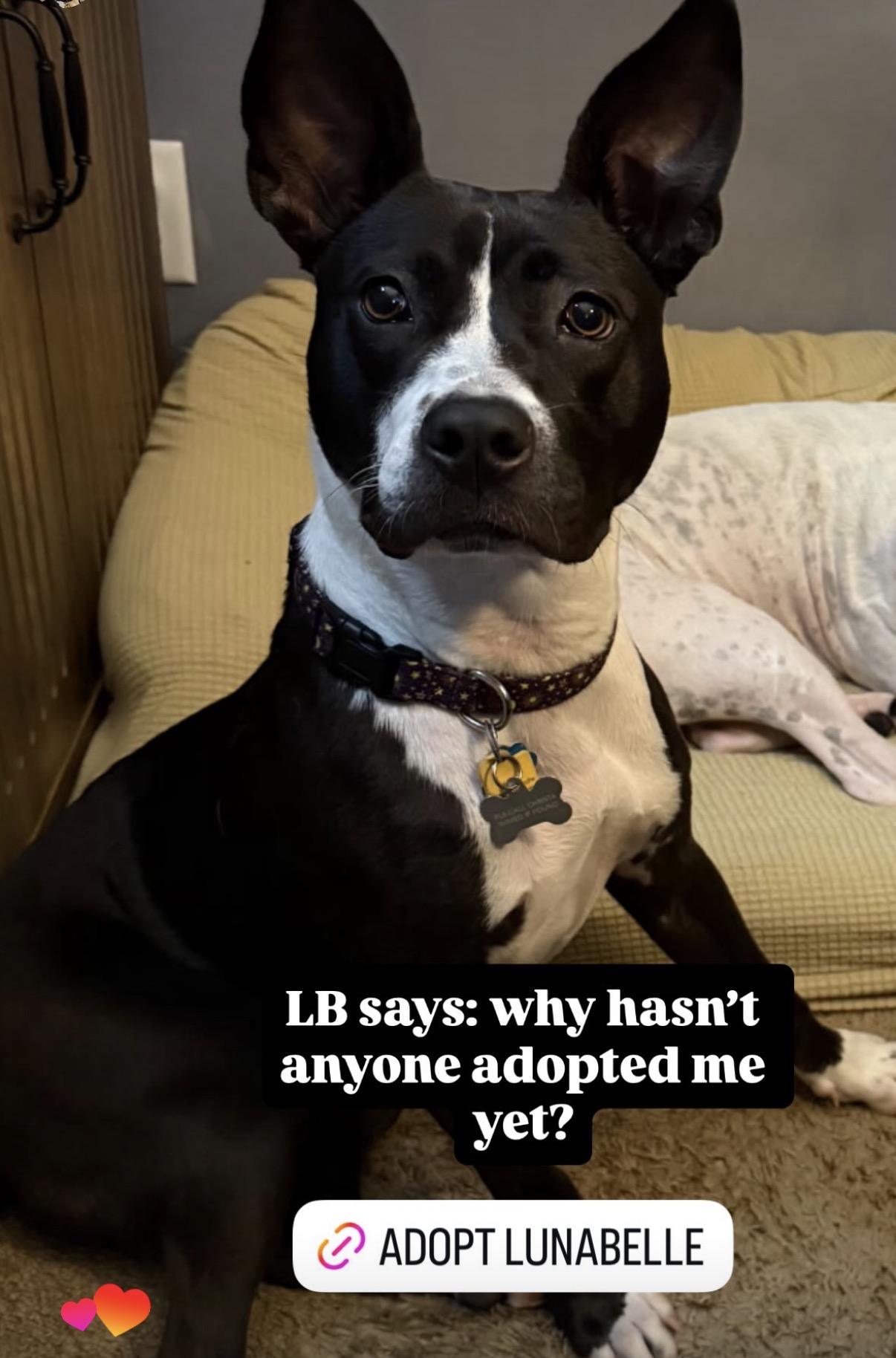 Lunabelle, a Adoptable mixed breed in Charlotte, NC image 2/6