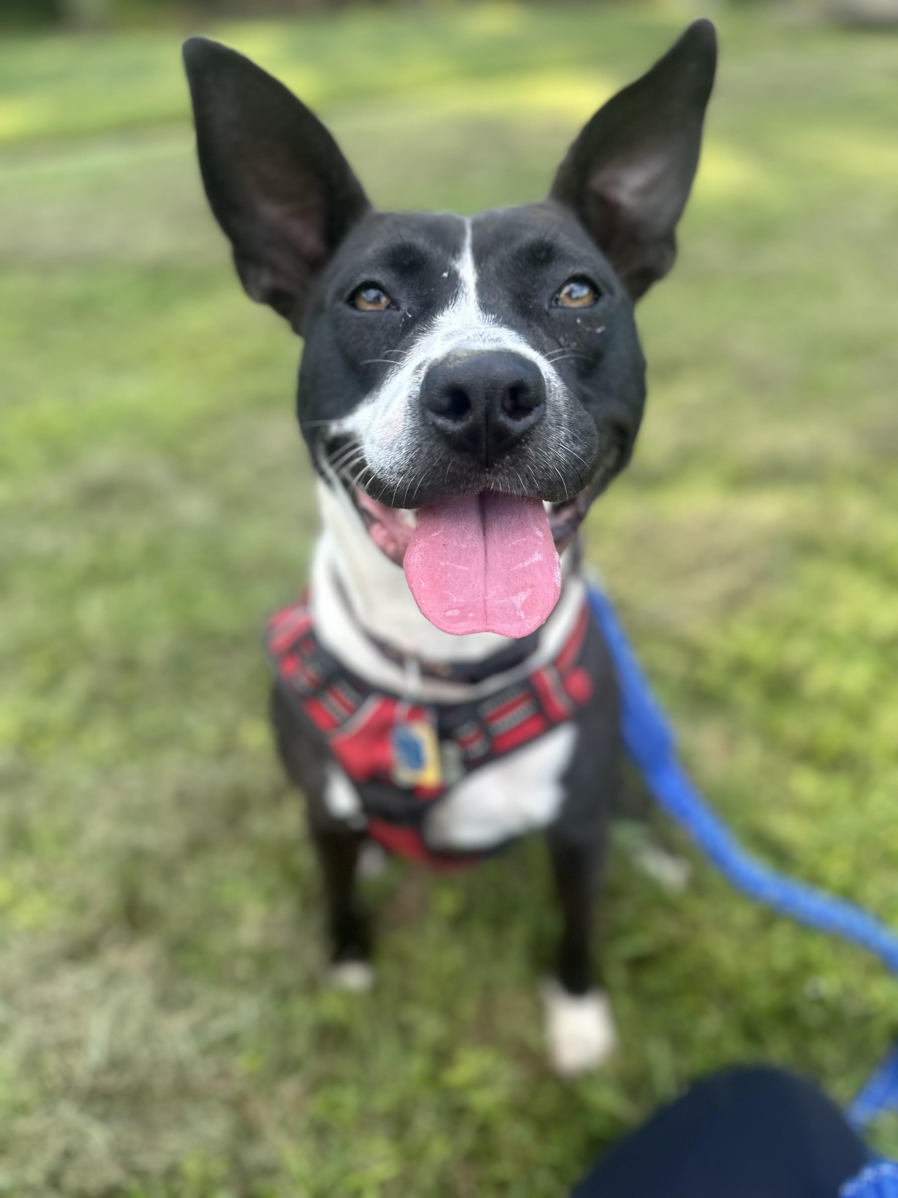 Enlarge Lunabelle, a Adoptable mixed breed in Charlotte, NC image 4/6