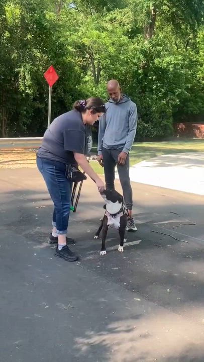 Enlarge Lunabelle, a Adoptable mixed breed in Charlotte, NC video 5/6