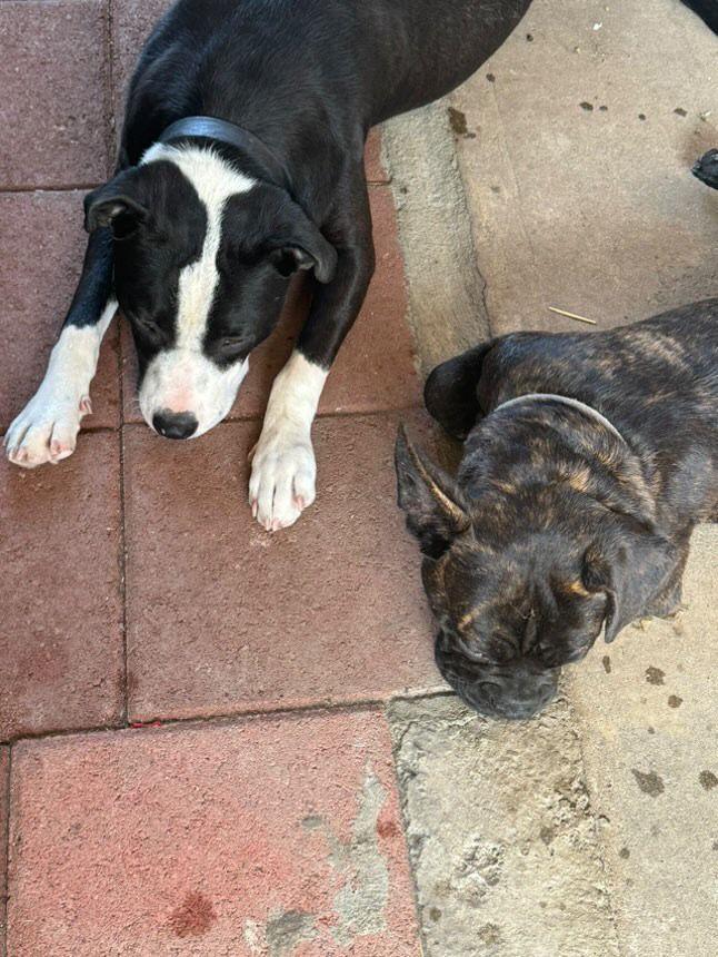 Oscar, an adoptable mixed breed in San Diego, CA image 3/6