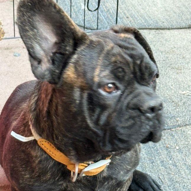 Oscar, an adoptable mixed breed in San Diego, CA image 2/6