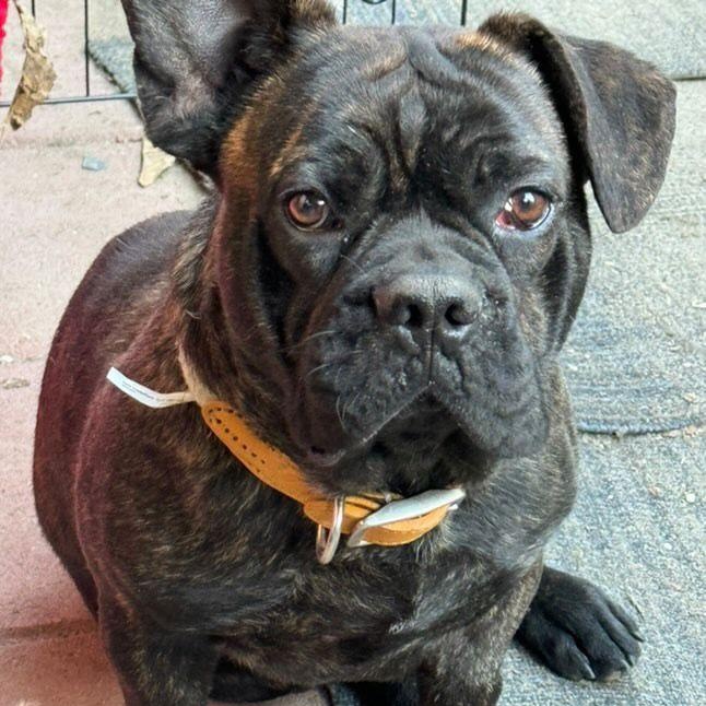 Oscar, an adoptable mixed breed in San Diego, CA image 1/6