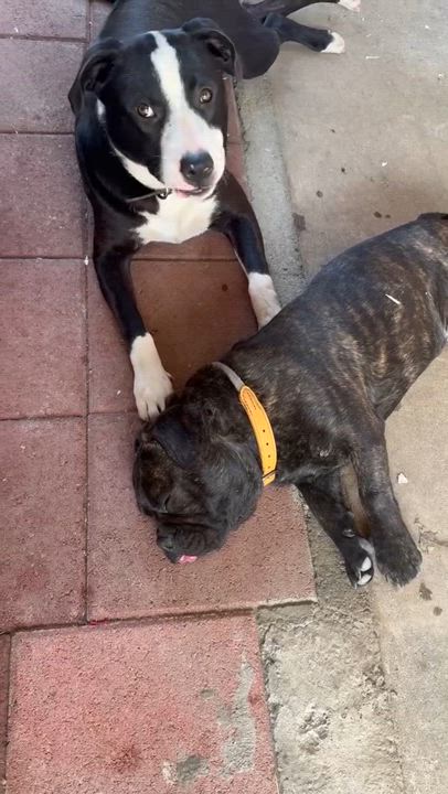 Enlarge Oscar, an adoptable mixed breed in San Diego, CA video 4/6