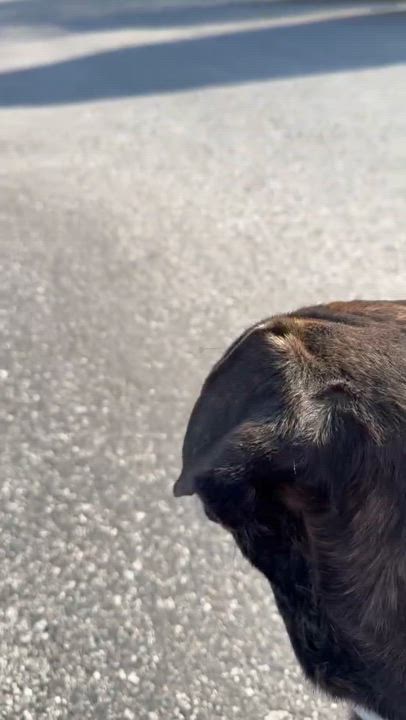 Enlarge Oscar, an adoptable mixed breed in San Diego, CA video 5/6