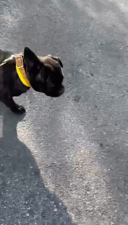 Enlarge Oscar, an adoptable mixed breed in San Diego, CA video 6/6