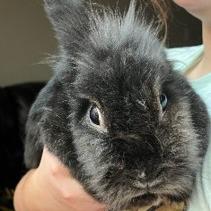Sparks, Adoptable, Senior Male Lionhead.