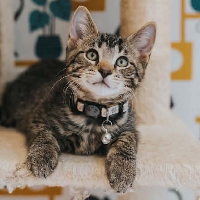 Hanuman, Adoptable, Kitten Male Domestic Short Hair & Tabby.