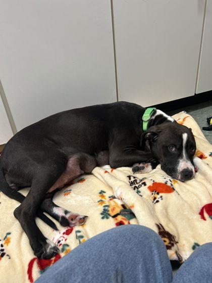 Enlarge Petunia, a Adoptable mixed breed in Shawano, WI image 1/1