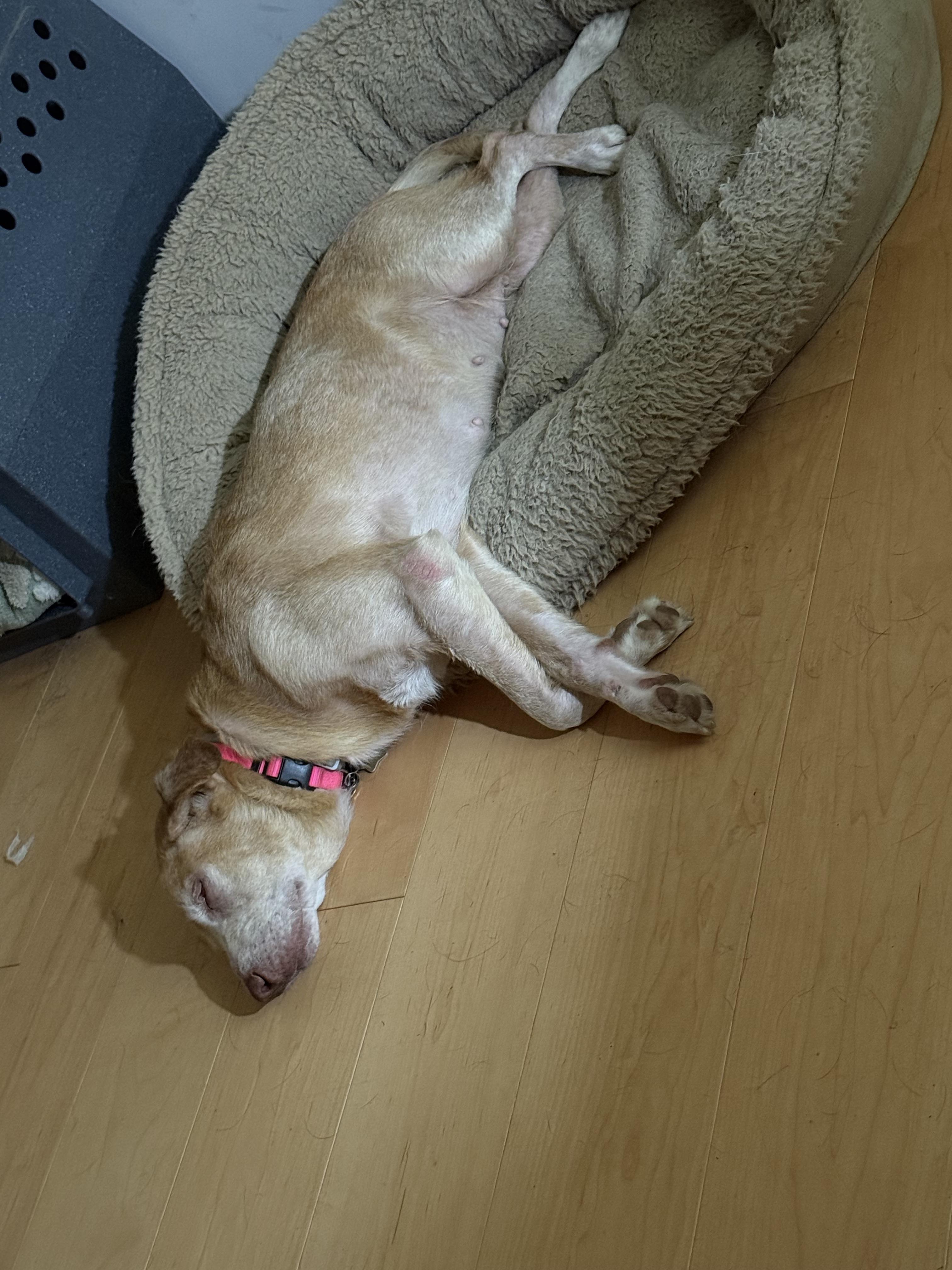 Enlarge Blondie, a Adoptable mixed breed in Folkston, GA image 4/4