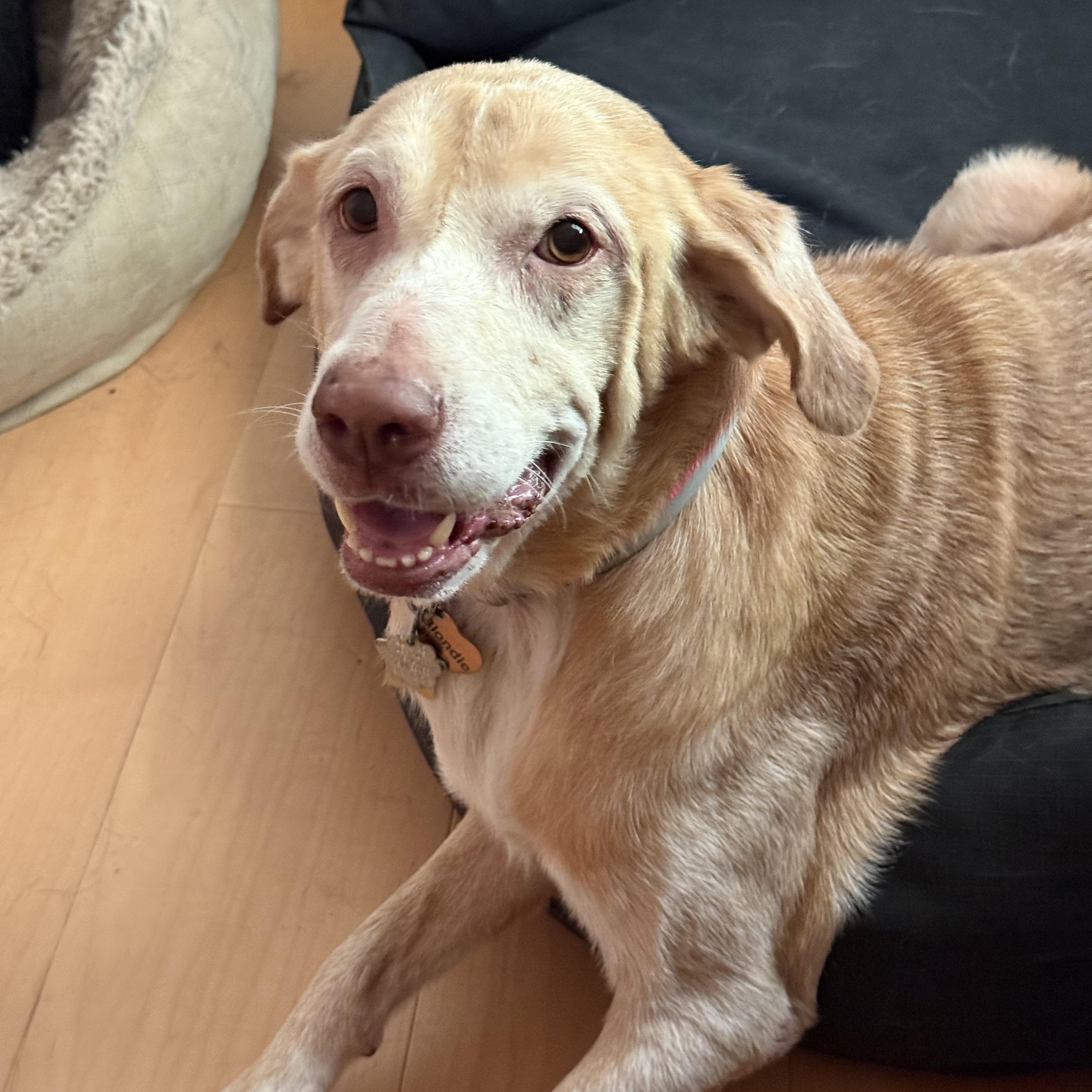 Blondie, Adoptable, Senior Female Golden Retriever.