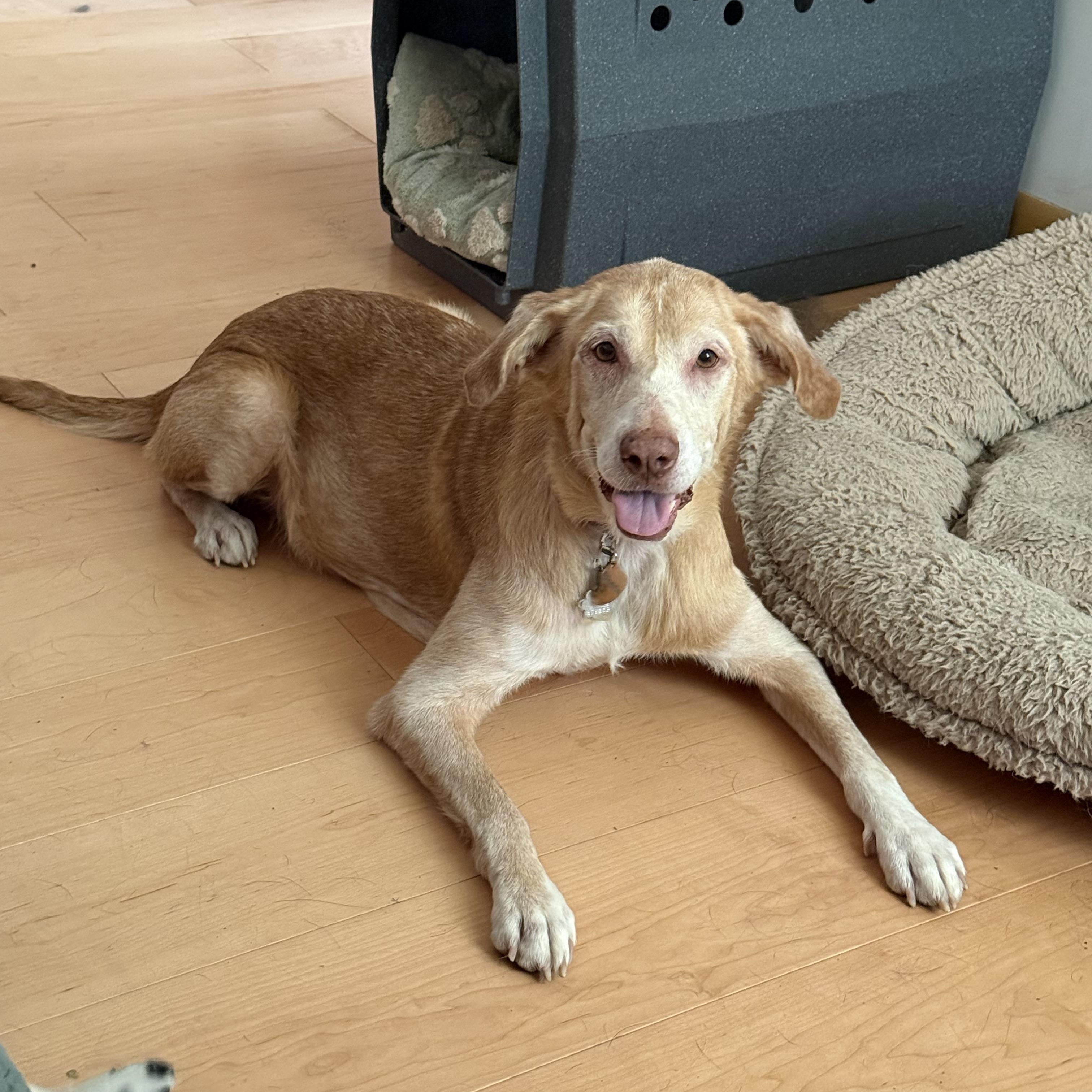 Enlarge Blondie, a Adoptable mixed breed in Folkston, GA image 3/4