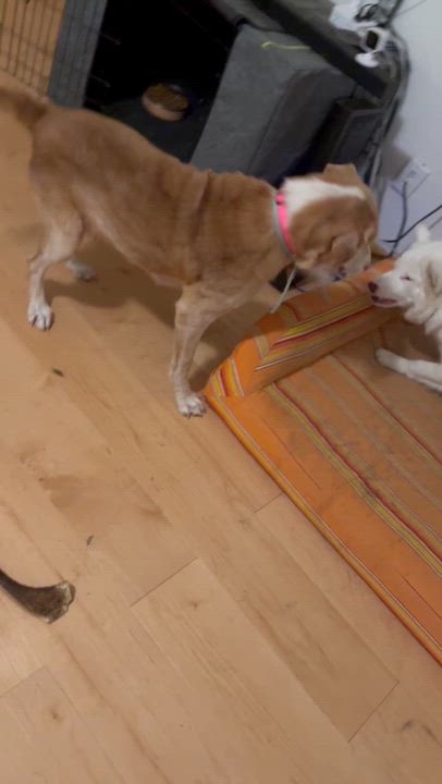 Enlarge Blondie, a Adoptable mixed breed in Folkston, GA video 2/4