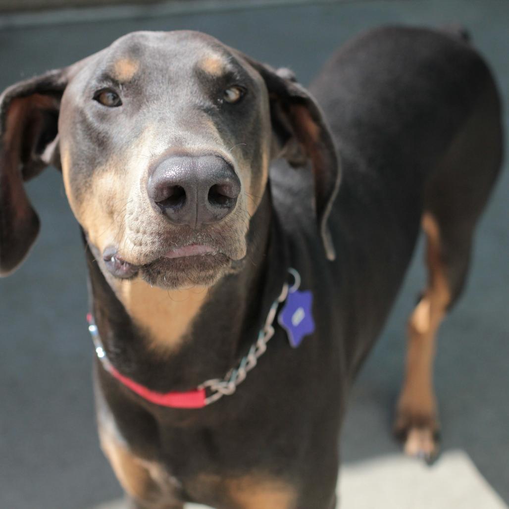 Duke, a Adoptable mixed breed in San Francisco, CA image 2/6