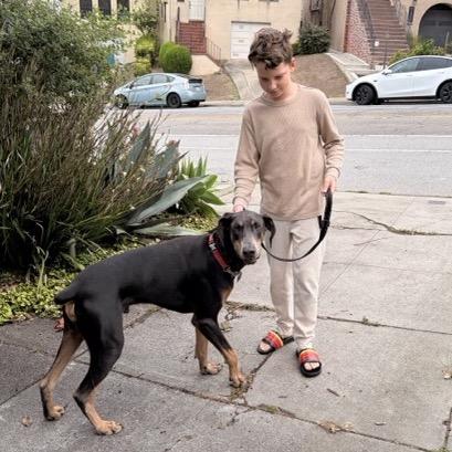 Duke, a Adoptable mixed breed in San Francisco, CA image 3/6