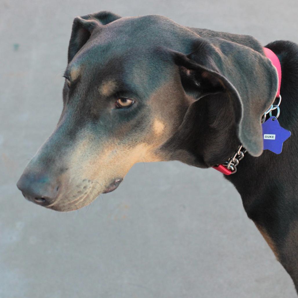 Duke, Adoptable, Young Male Doberman Pinscher.