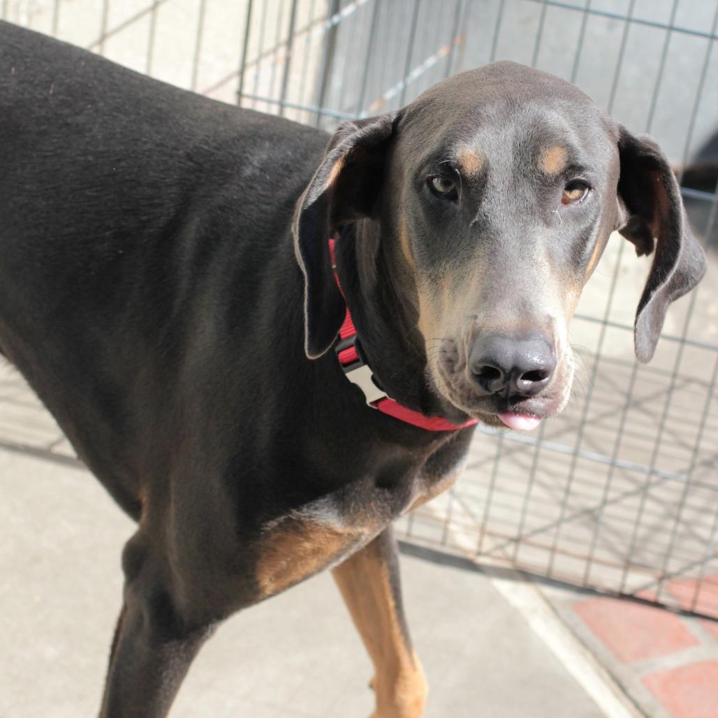 Duke, a Adoptable mixed breed in San Francisco, CA image 4/6