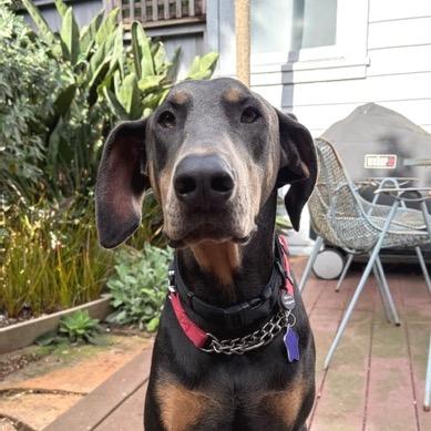 Duke, a Adoptable mixed breed in San Francisco, CA image 5/6