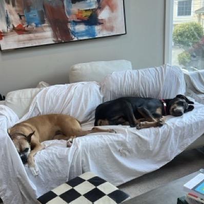 Duke, a Adoptable mixed breed in San Francisco, CA image 6/6