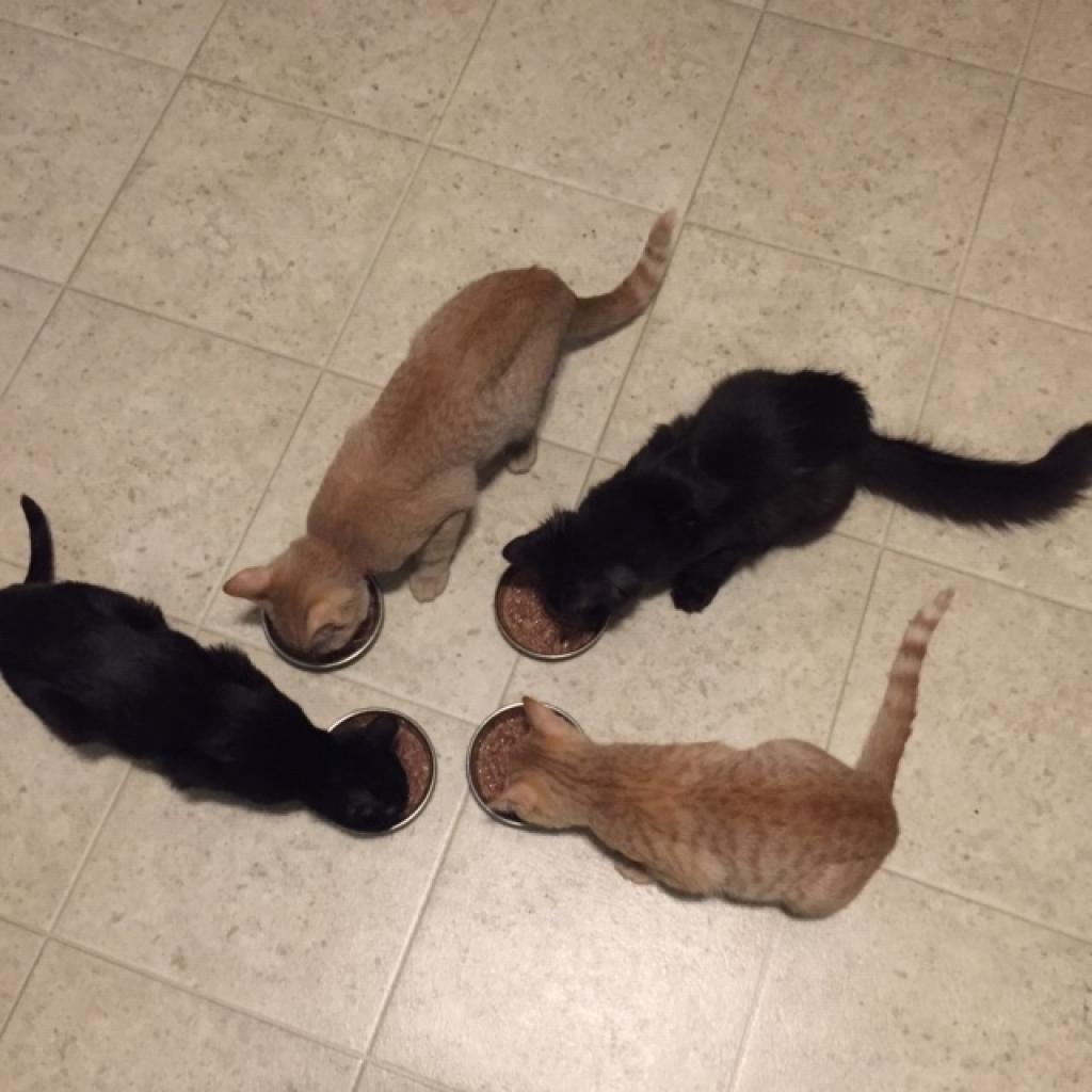 Enlarge Rascal Fersch (bonded to Scooter), a Adoptable Domestic Short Hair in Merrifield, VA image 1/5